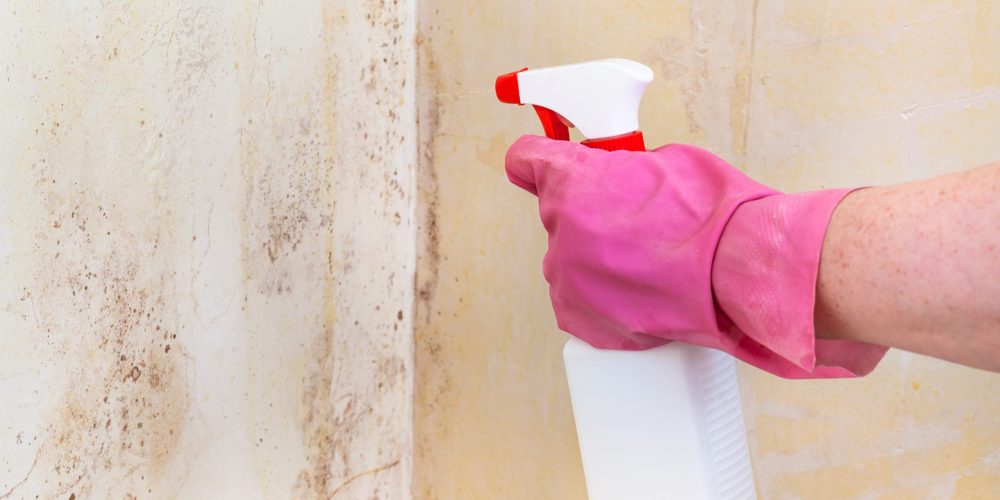 killing of mold on room wall with chemical liquid spray